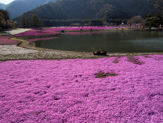 http://www.at-roadside.com/drive/img/130428_fujishibazakura04.jpg