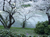 千鳥ヶ淵の桜写真1