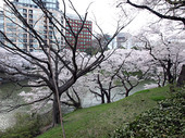 千鳥ヶ淵の桜写真2