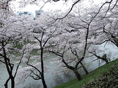 千鳥ヶ淵の桜写真3