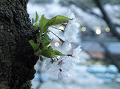千鳥ヶ淵の桜写真4