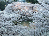 千鳥ヶ淵の桜写真5
