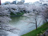千鳥ヶ淵の桜写真6