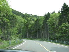 林の中の国道120号線