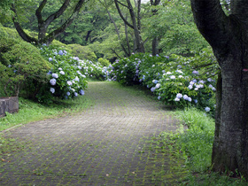 あじさいに囲まれた遊歩道