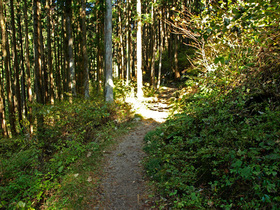 大多摩ウォーキング・トレイルの山道