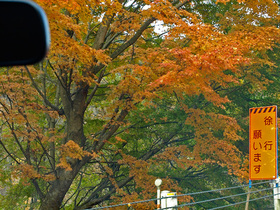 奥多摩湖周遊道路沿いの紅葉するもみじ