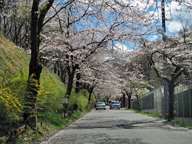 羊山公園の駐車場へ向かう道