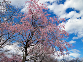 羊山公園の桜