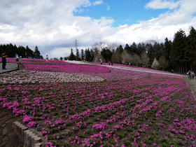 羊山公園の芝桜(５分咲き位)