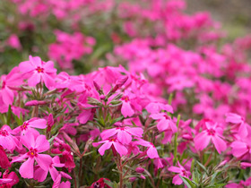 羊山公園の芝桜(スカーレットフレ-ム)