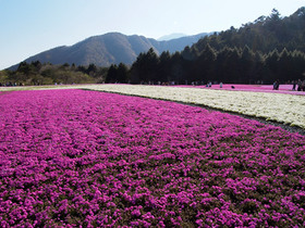 富士芝桜まつり