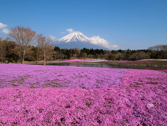 富士芝桜まつり