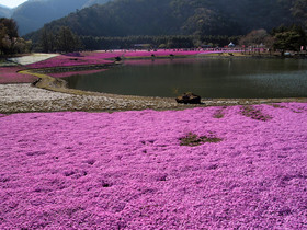 芝桜と竜神池