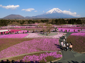 富士芝桜まつり　園内の様子