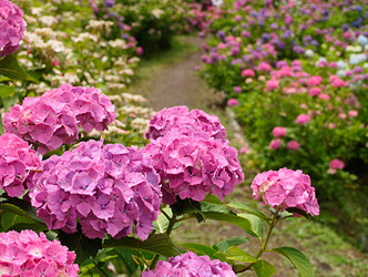 梅雨の紫陽花観光