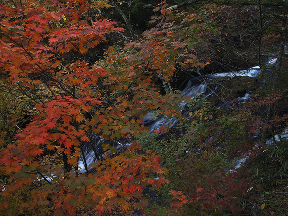 夕暮れの紅葉