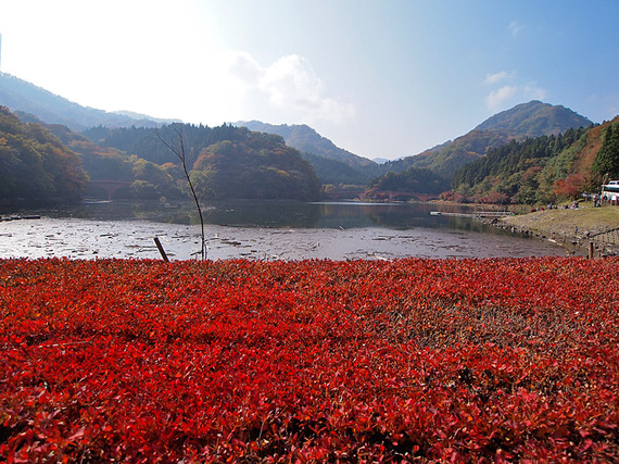 紅葉と碓氷湖