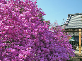 長泉院