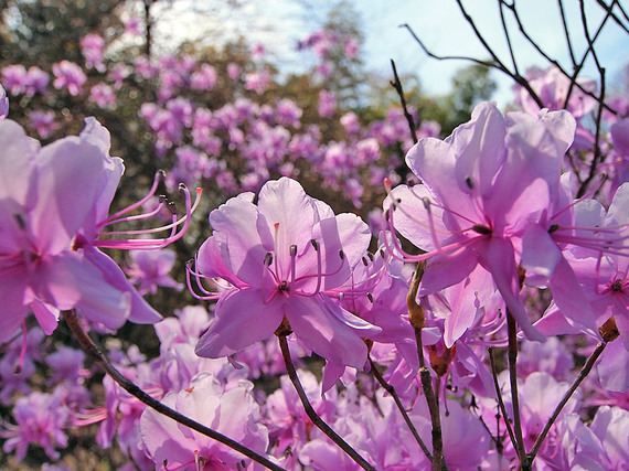 長泉院のお花