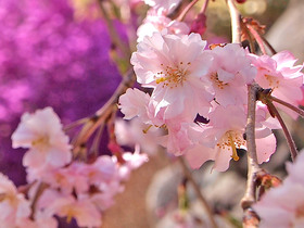 長泉院の桜