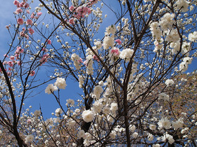 清雲寺入口の桜