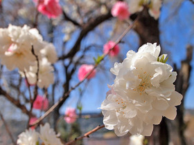 清雲寺入口の桜写真のアップ