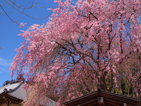 清雲寺お堂横のしだれ桜