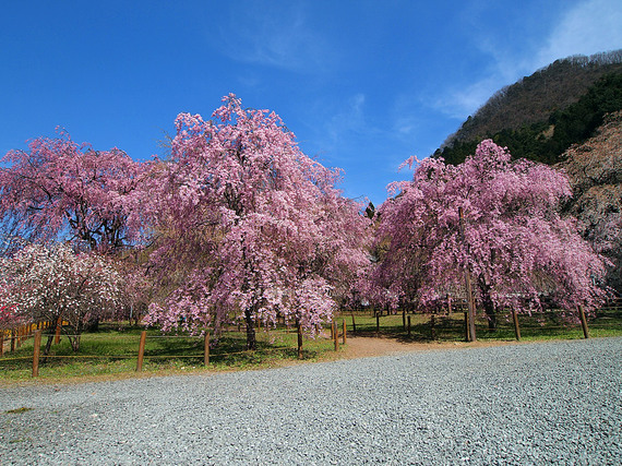 大小３０本あまりの秩父紅しだれ桜