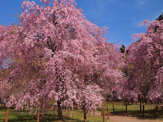 秩父紅しだれ桜