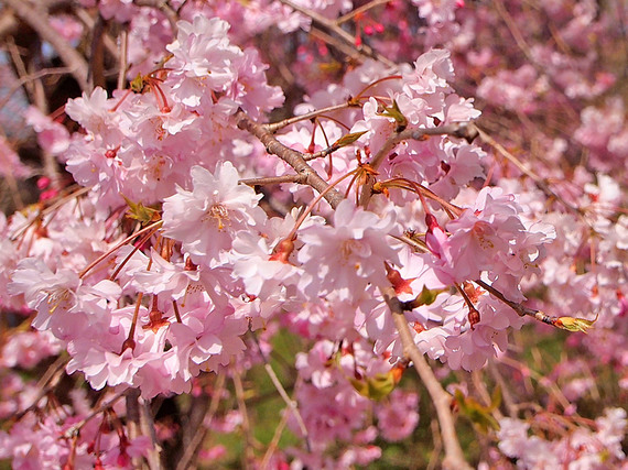 秩父紅しだれ桜のはなびら