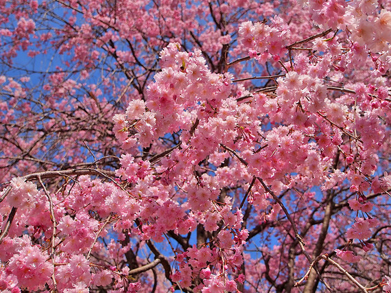 濃いピンク色に咲きほこる秩父紅しだれ桜