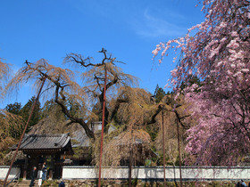 見ごろが終えたエドヒガンザクラと見ごろの秩父紅しだれ桜