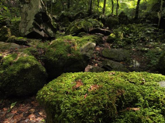 苔に覆われた岩