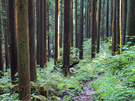 日没前の下山道