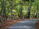 イタリア大使館別荘記念公園に向かう遊歩道