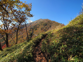 笹に覆われた登山道で社山頂上を目指す