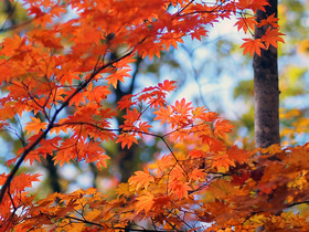 紅く色づくモミジ