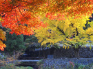 紅葉とイチョウの木