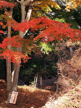 常福院から高水山へ