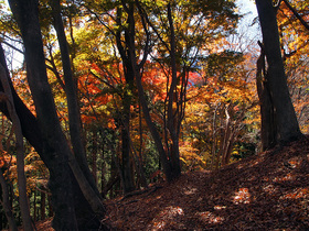 焼山に向かう山道