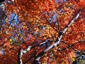 山道脇の紅葉