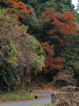 紅葉の残る浅間林道