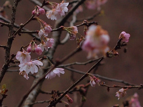 冬桜