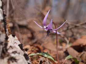 山道脇のカタクリの花