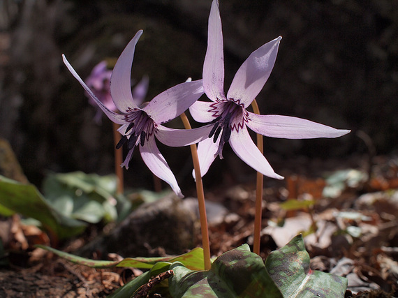 カタクリの花4