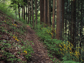 新緑と彩りが気持ちよい山道