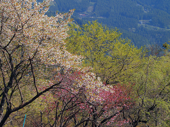 浅間嶺の新緑と二色の桜