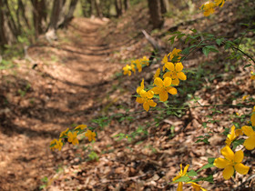 ヤマブキと山道