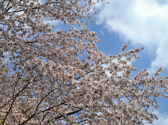 浅間林道の桜